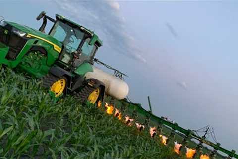 Flaming Weeds In A Organic Corn Field!