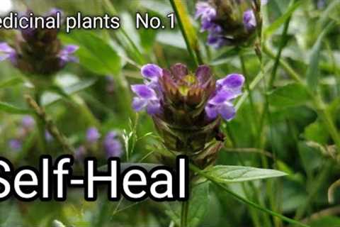 Medicinal plants No. 1-  Self Heal (Prunella vulgaris)