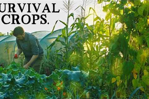 The #1 SURVIVAL Crop for Self-Sufficiency