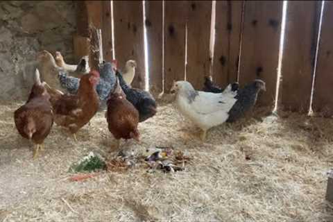 Watch Chickens try Food Scraps for the First Time!