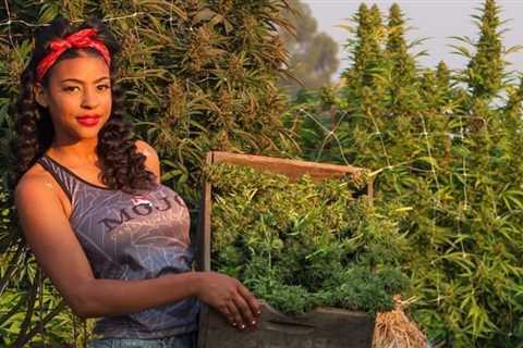 Harvest time 👩🏽‍🌾✂️🧺   #Mmemberville #marijuana #weedlovers #thc…