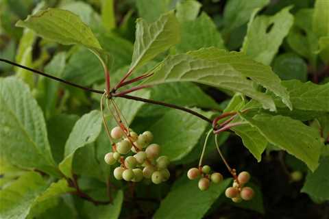 Unlock The Astonishing Schisandra Benefits For A Joyous Life