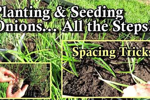How to Plant Onion Transplants & Seeds, Spacing Strategies, Soil Set-Up, Fertilizing, &..