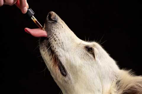 Can CBD Calming Treats Help Your Dog?