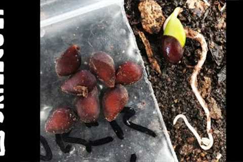🍎 Apple Breeding, Planting Apple Seeds 🌱 How I Do It Now