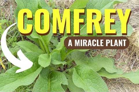 The Healing Power of Comfrey Exploring the Benefits and Uses of This Versatile Plant | Blissed Zone