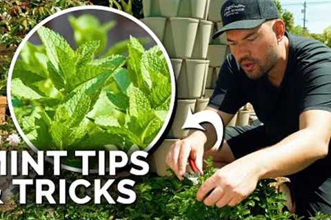 How to Grow TONS of Mint (And Not Let it Take Over)
