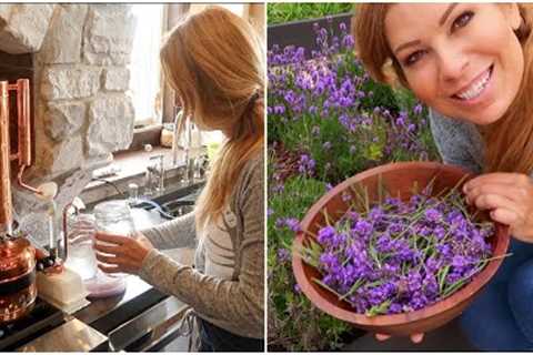 How to Make Essential Oils from the Garden | Harvesting & Distilling Lavender