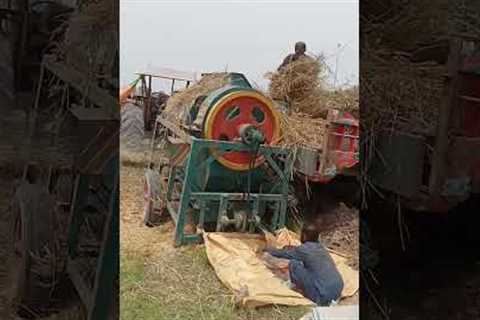 wheat 🌾 thrasher #farming #tractorvideo #villagelife #viral  #organicfarming