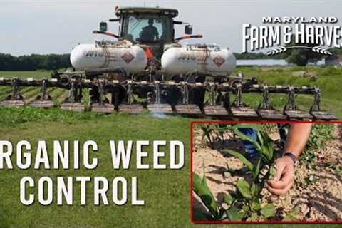 How Organic Farmers Kill Weeds  |  MD F&H