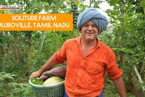 This is an incredible natural food forest grown in Auroville, Tamil Nadu, India