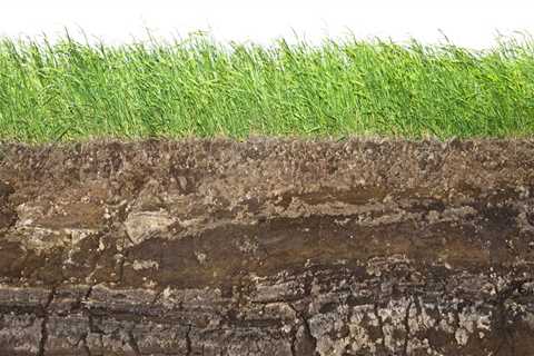 The Benefits of Hemp for Soil Regeneration
