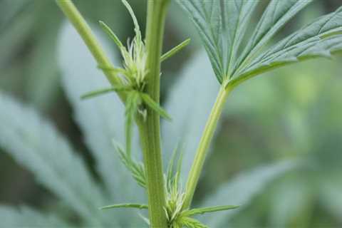 How to Identify Male and Female Hemp Plants