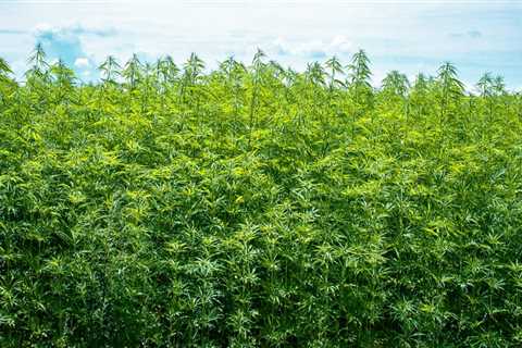 The Amazing Benefits of Hemp: A Comprehensive Guide
