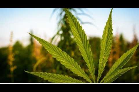 CBD Oil and Hemp Farming Will Completely Change Everything in America Forever!