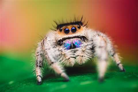 Hungry spiders offer insights into nutrition and age-related vision loss