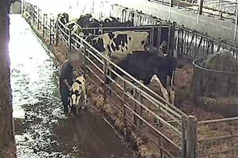 Milking it! The Heart-wrenching Separation of Cows and Calves at Organic Dairy ''Bath Soft Cheese''