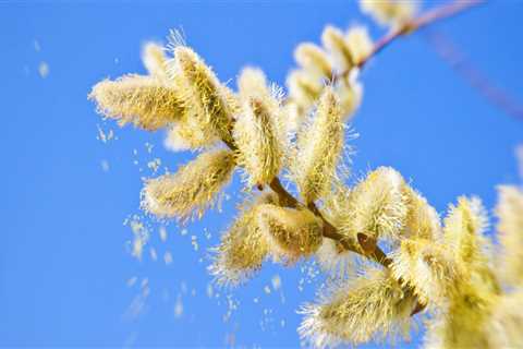 Understanding Allergies: Causes, Symptoms, and Treatment