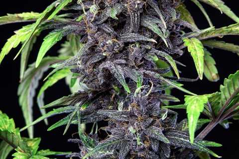 Purplematic CBD delivers a massive dose of cannabidiol, and only trace amounts…