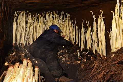 Japanese Mountain Asparagus Farming  Underground Technique - Mountain Asparagus Harvesting