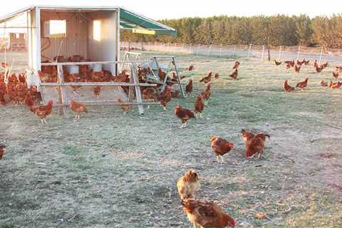 Organic Meat and Poultry and Free-Range Farming