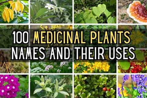 100 Medicinal Plants  Names And Their Uses | Blissed Zone