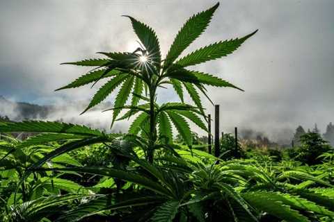 Over 90% of Calif. pot farms infected with ‘severe’ pathogen — Hop-latent viroid, or HLVd, shrivels ..