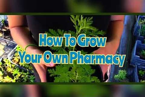 Grow Your Own Pharmacy -  An Introduction To Medicinal Plants | Auroras Eye Films