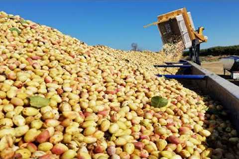 How Modern Agriculture Machine Harvest Tons of Nuts - Pistachio,Almond,Pecan Harvest and Processing
