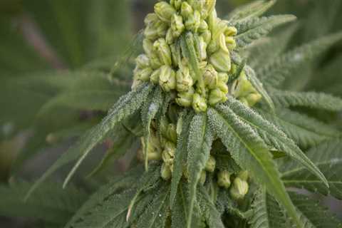 What are hemp flowers good for?