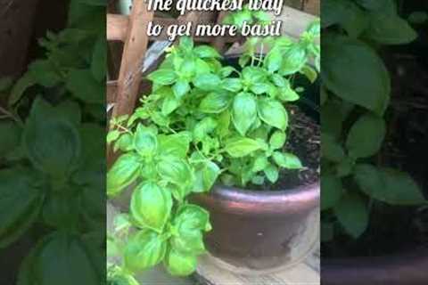 Do you want more basil?? #urbangardening #gardening