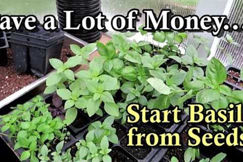 Start Basil from Seeds & Stop Buying Expensive Transplants: How to Grow Beautiful Basil Plants!