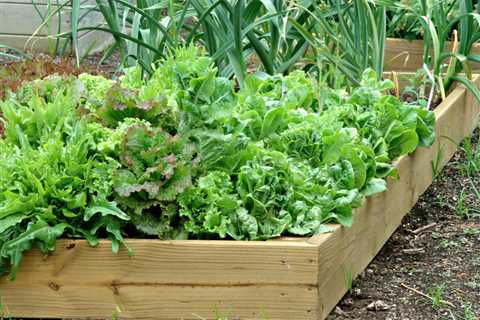 How to Grow Organic Vegetables in Your Backyard