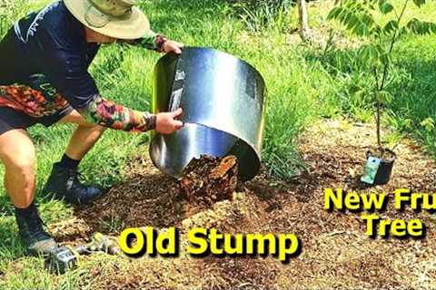 Planting a Fruit Tree on TOP of an Old STUMP!