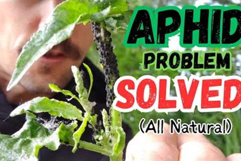 Aphid Control and Prevention |100% Natural - NO Pesticides|