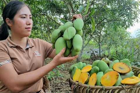 FULL VIDEO: Harvest Herbs in the Forest & Fruits in the Garden go to Market sell |..