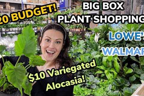 $10 Variegated Alocasia At Lowe''s! $20 Budget Big Box Plant Shopping - Walmart & Lowe''s Plant ..