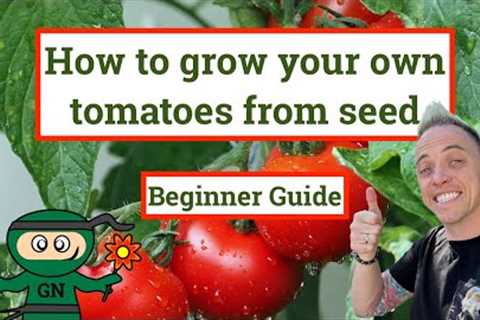 How to grow tomatoes from seed: ultimate beginner guide