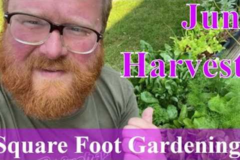 Starting Square Foot Gardening | June Results