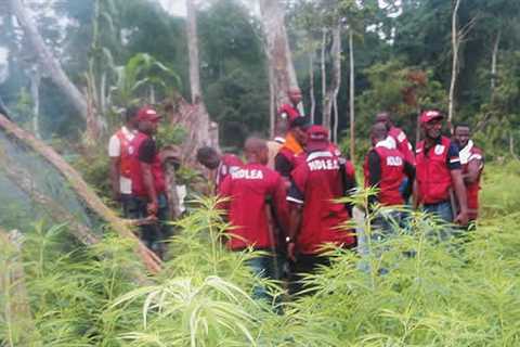 Nigeria’s Narcotic Agency, NDLEA Destroys Hectares Of Cannabis Farms In Edo,…