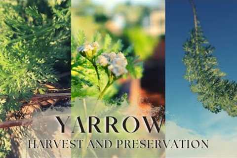 Harvesting and Preserving Yarrow | Medicinal Herbs