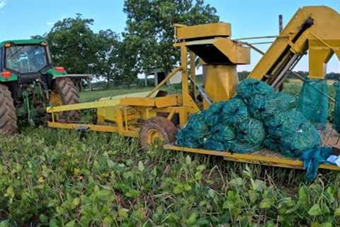 The Reality of Vegetable Farming