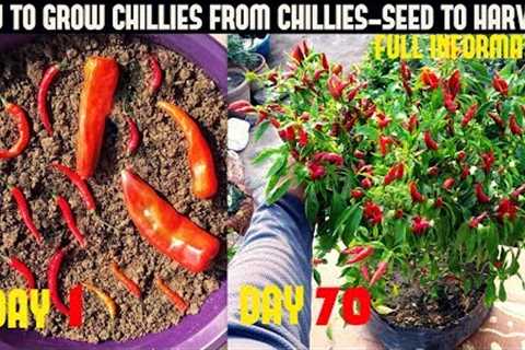 How To Grow Chillies At Home|100+ chillies per plant|Seed To Harvest