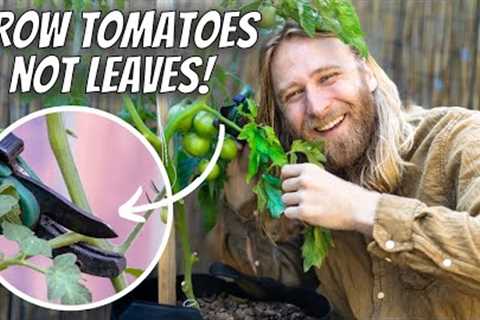 How to PRUNE + POLLINATE Any Tomato Plant | The Most Effective Strategies