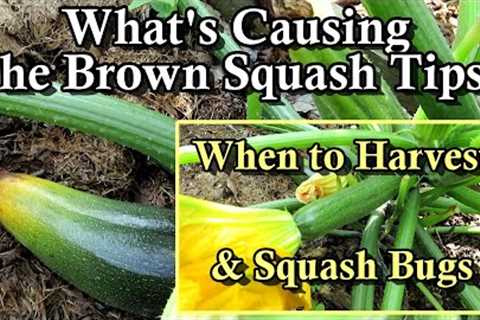 Growing Summer Squash & Zucchini: When to Harvest, Brown Tips Cause, Managing Squash Bugs