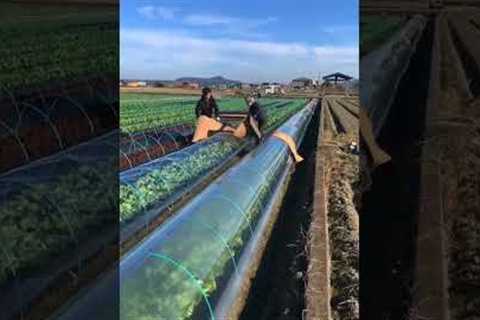 Vegetable Farming Techniques #satisfying #short
