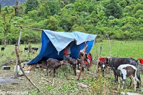 Nepali Organic Mountain Village Life | Making Cattle Shed in Muntain | Organic Village Food |
