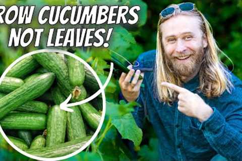 Growing CUCUMBERS Intensively At Home for Maximum Yield and Plant Health | Step-by-Step Guide