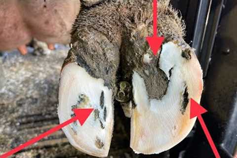 Do YOU have enough HOOF SAVVY to spot it??