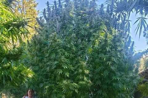 Very healthy plant 🌳  📸 greenthumbgirl420   #maryjane #indica #sativa #weed…